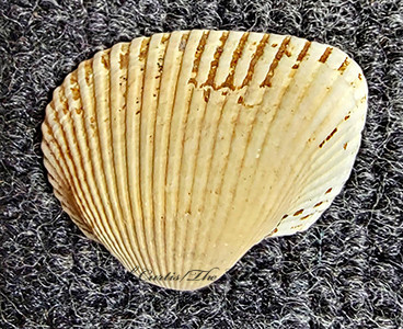 2001981