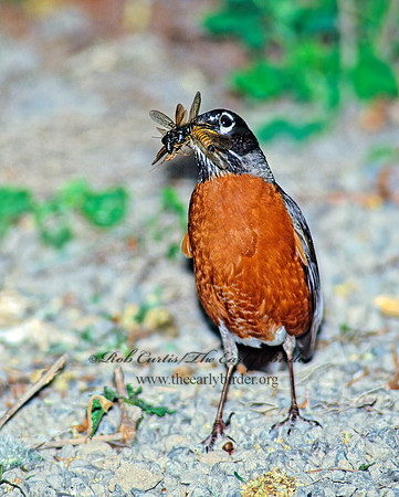 Turdus migratorius  AMERICAN ROBIN 133328z