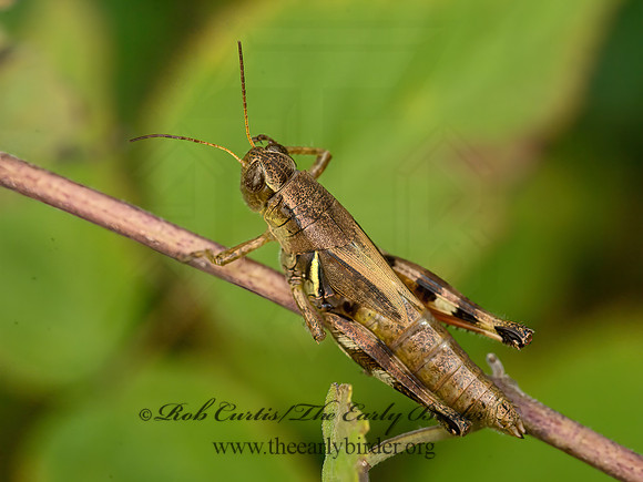 Melanoplus walshii  WALSH'S SHORT-WINGED GRASSHOPPER 9041844z