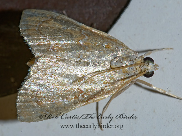 Glaphyria sequistrialis WHITE-ROPED GLAPHYRIA 7003114z