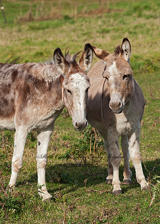 Equus asinus  DONKEY 8024246z