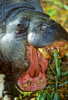 Choeropsis liberiensis  PIGMY HIPPOPOTAMUS 118026z