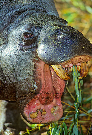 Choeropsis liberiensis  PIGMY HIPPOPOTAMUS 118026z
