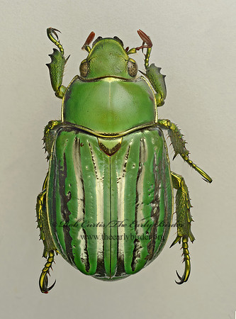 Chrysina gloriosa SHINING LEAF CHAFER 9019703z