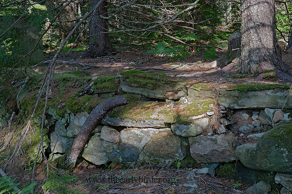 Acadia NP  ROOT THROUGH ROCK 9052589+-z
