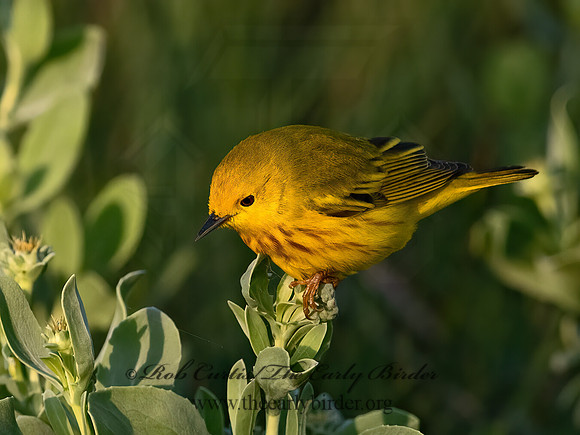 Setophaga petechia  YELLOW WARBLER 3030667z
