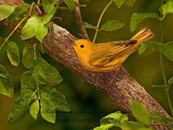 Setophaga petechia  YELLOW WARBLER 3002078z