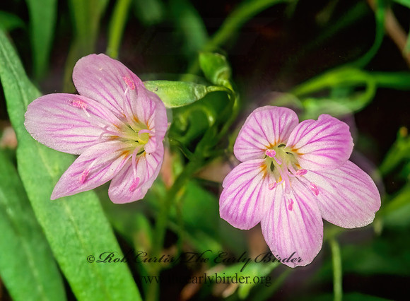 Claytonia virginica  SPRING BEAUTY 265227z