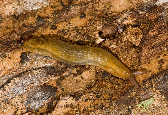 Arion subfuscus 8016850z