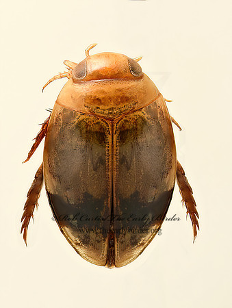 Laccophilus fasciatus PREDACEOUS DIVING BEETLE  9019620z