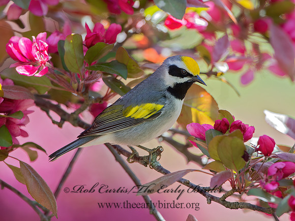 Vermivora chyrsoptera  GOLDEN-WINGED WARBLER 9029972z