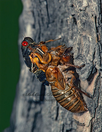 Magicicada septendecim  17-YEAR CICADA 40706z