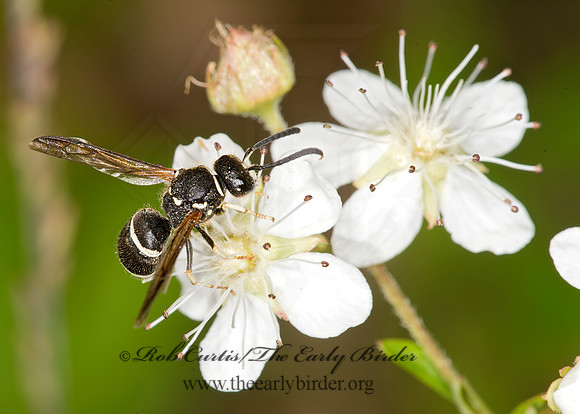 Ancistrocerus albophale  MASON WASP 9032870z