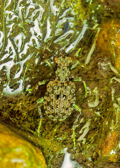 Elaphrus ruscarius 116213z