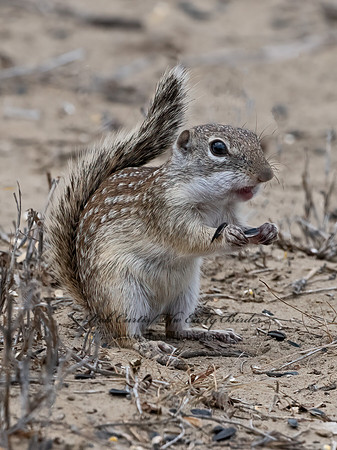 Ictidomys parvidens  RIO GRANDE GROUND SQUIRREL 3033520z