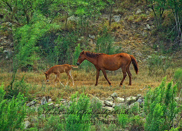 Equus caballus  HORSE 52033z