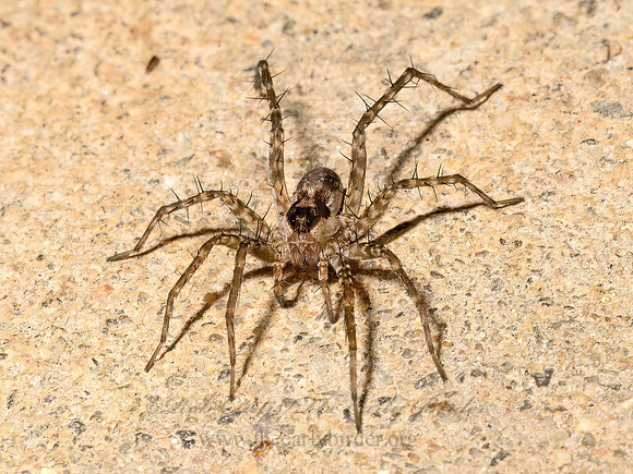 Pardosa atlantica~ THIN-LEGGED WOLF SPIDER 3041305z