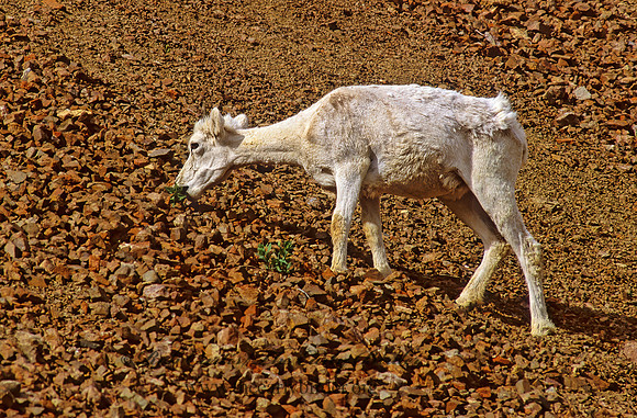 Ovis dalli  DALL SHEEP 235613z