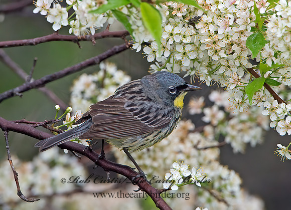 Setophaga kirtlandii  KIRTLAND'S WARBLER 9030353z