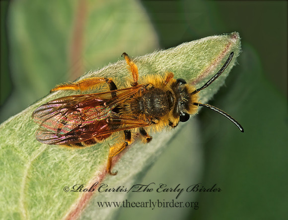 Andrena prunorum 144204z