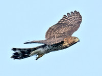 Accipiter cooperii COOPER'S HAWK 8041932z