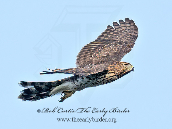 Accipiter cooperii COOPER'S HAWK 8041932z