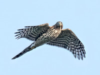 Accipiter cooperii COOPER'S HAWK 8041937z