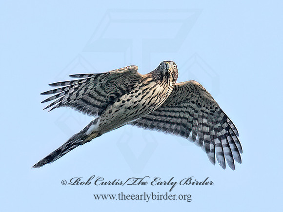 Accipiter cooperii COOPER'S HAWK 8041937z