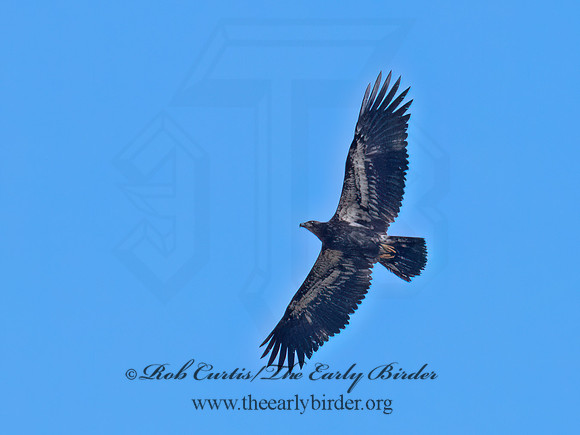 Haliaeetus leucocephalus BALD EAGLE 6036845z