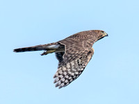 Accipiter cooperii COOPER'S HAWK 8041940z