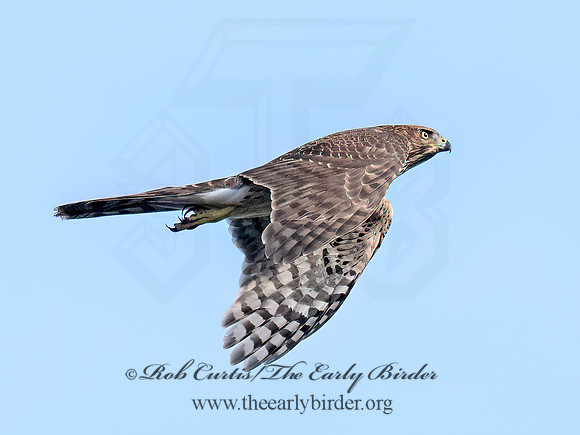 Accipiter cooperii COOPER'S HAWK 8041940z