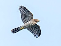 Accipiter cooperii COOPER'S HAWK 8041938z
