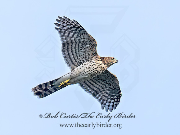 Accipiter cooperii COOPER'S HAWK 8041938z