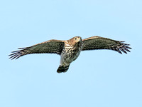 Accipiter cooperii COOPER'S HAWK 8041948z