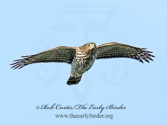 Accipiter cooperii COOPER'S HAWK 8041948z
