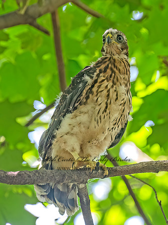 Accipiter cooperii COOPER'S HAWK 8039378z