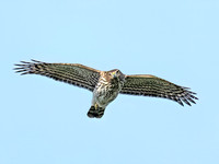 Accipiter cooperii COOPER'S HAWK 8041954z