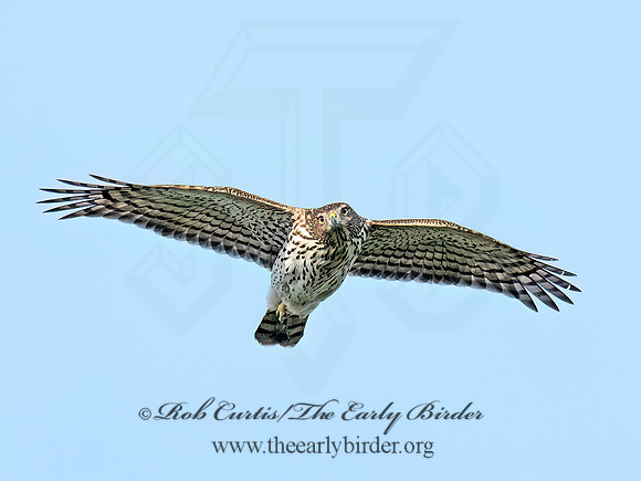 Accipiter cooperii COOPER'S HAWK 8041954z