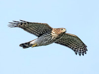 Accipiter cooperii COOPER'S HAWK 8041958z