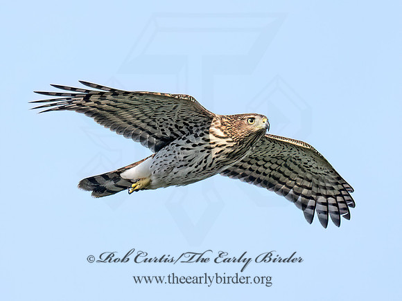 Accipiter cooperii COOPER'S HAWK 8041958z