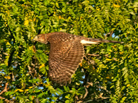 Accipiter cooperii COOPER'S HAWK 8043188z
