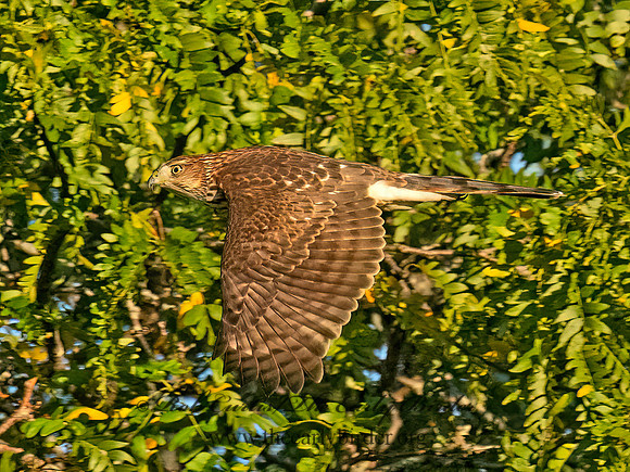 Accipiter cooperii COOPER'S HAWK 8043188z