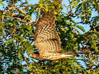 Accipiter cooperii COOPER'S HAWK 8043186z