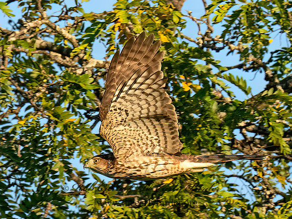 Accipiter cooperii COOPER'S HAWK 8043186z