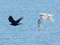Bubo scandiacus SNOWY OWL 9092932z