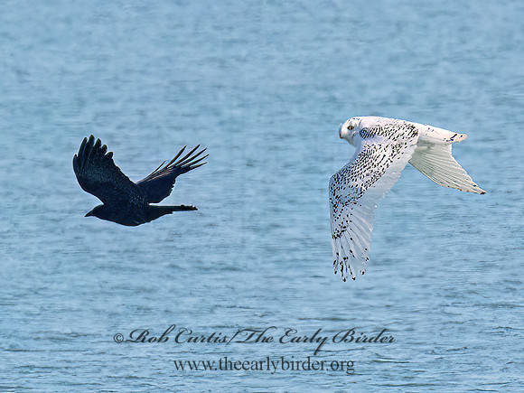 Bubo scandiacus SNOWY OWL 9092932z
