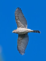 Accipiter cooperii COOPER'S HAWK 8043192z