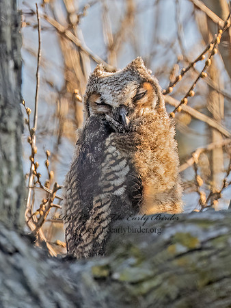 Bubo virginianus GREAT HORNED OWL 3048416z