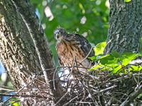 Accipiter cooperii COOPER'S HAWK 9096742z