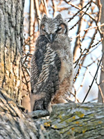 Bubo virginianus GREAT HORNED OWL 3048422z